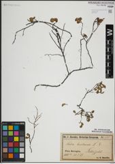 Foto von Salix herbacea L.